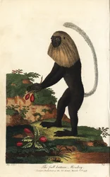 Angola-Guereza oder angolanischer schwarz-weißer Stummelaffe - Angola-Stummelaffe, Colobus angolensis. Vollperückenaffe, benannt nach seiner Ähnlichkeit mit einer Vollperücke. Handkolorierter Kupferstich von J. Pass nach einer Illustration von Johann