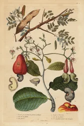 Gummi-Akazie, Senegalia senegal und Cashewbaum, Anacardium occidentale