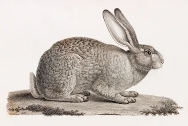 Hase aus Ägypten