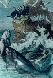 Illustration eines Thunfischs