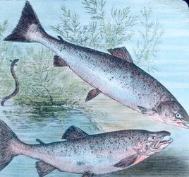 Illustration von Lachs und Meerforelle
