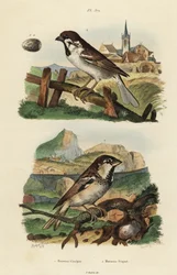 Italienischer Spatz, Passer italiae, und Feldsperling mit Ei, Passer montanus