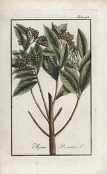 Jamaikapfeffer oder Viergewürz oder Nelkenpfeffer (Pimenta dioica). Lithographie aus „Afbeelding der Artseny-Gewassen“ von Johannes Zorn (1739-1799), Niederlande