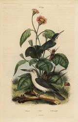 Jamaika-Todi, Todus todus, Marianen-Eisvogel, Todiramphus albicilla und Sonnenblume, Tithonia tagetiflora