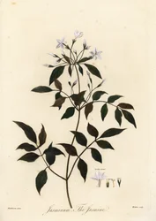 Jasmin, Jasminum officinale, 1805 (Gravur)