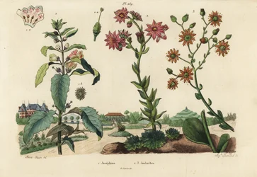 Josephine-Pflanze, Josephinia imperatricis 1 und Fetthennen, Crassula-Arten 2,3