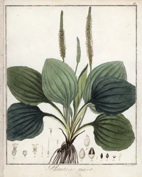 Großer Wegerich oder Wegerich Major (oder Wegerich der Vögel) - Lithographie von F. Guimpel, entnommen aus der medizinischen Botanik von Friedrich Gottlob Haynes (1763-1832), Berlin
