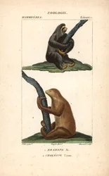 Faultier mit drei Zehen und Hoffmanns Zweifingerfaultier - Radierung von Jean Gabriel Pretre (1780-1845), graviert von Carnonkel, für das Wörterbuch der Naturwissenschaften: Säugetiere von Frederic Cuvier, herausgegeben von Pierre Jean Francois Turpin (177