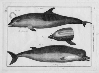 Der Schweinswal und der Delfin in "Tableau Encyclopedique et Methodique des trois Regnes de la Nature" von Pierre Joseph Bonnaterre (1762-1804), Paris 1784