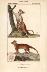 Der Opossum und der Cayopollin