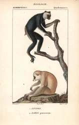 Lemurien Indri Indri und Loris Faul - Lithographie, Illustration von Jean Gabriel Pretre (1780-1885) herausgegeben von Pierre Jean Francois Turpin (1775-1840), entnommen aus dem "Wörterbuch der Naturwissenschaften" von Frederic Cuvier, Paris, Frankreich