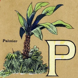 Buchstabe P wie Palme. Illustriertes Alphabet. Bildereien vereint in Jarville-Nancy, Anfang des 20. Jahrhunderts. Dim: 40 x 29 cm. Lithographie auf bistre Hintergrund