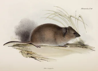 Langhaarige oder Pest-Ratte, Australien, ca. 1832-1836