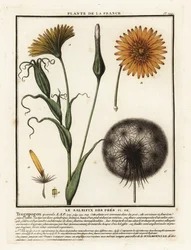 Wiesen-Bocksbart, Tragopogon pratensis