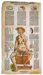 Medizin: anatomische Tafel, die die weibliche Anatomie aus einem Renaissance-Medizinbuch beschreibt. Um die Figur einer sitzenden Frau sind lebenswichtige Organe wie Leber, Lunge und Zwerchfell, Magen und Fortpflanzungsapparat aufgelistet und illustriert. 