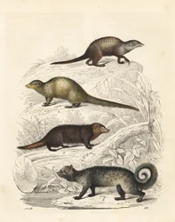 Erdmännchen, Suricata suricatta 1, Indischer Grauer Mungo, Herpestes edwardsii 2, Gemeiner Kusimanse, Crossarchus obscurus 3, und Asiatische Palmzibetkatze, Paradoxurus hermaphroditus 4. Handkolorierte Lithographie aus Carl Hoffmann