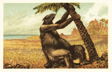 Megatherium americanum zieht an einer Palme