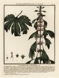 Herzgespann, Leonurus cardiaca