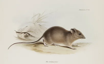 Maus, Galapagosinseln, ca. 1832-1836