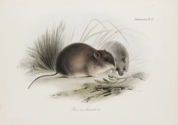 Maus, Feuerland, Südamerika, ca. 1832-1836