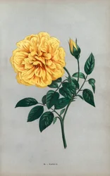 Nanjing-Rose, gelbe Sorte der Teerose, gezüchtet von Monsieur Ducher in Lyon im Jahr 1871. Chromolithographie gezeichnet und lithographiert nach der Natur von F. Grobon aus Hippolyte Jamain und Eugene Forneys Les Roses