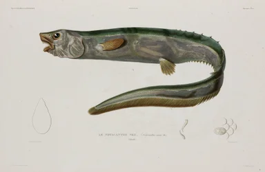 Natacanthus nasus, Island, frühes 19. Jahrhundert