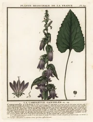 Nesselblättrige Glockenblume, Campanula trachelium
