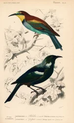 Neuseeländischer Tui-Vogel, Prosthemadera novaeseelandiae, und europäischer Bienenfresser, Merops apiaster. Handkolorierter Stich von Fournier nach einer Illustration von Edouard Travies aus Charles d