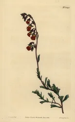 Nachtriechende Hermannia, Hermannia flammea
