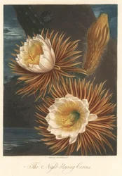 Nachtblüte der Drachenfruchtpflanze oder Pitaya. Radierung, aus The Temple of Flora, von Dr. Robert Thornton (1768-1837).