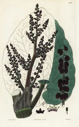 Offizineller Rhabarber, Südlicher Rheum. Handkolorierter Kupferstich von Weddell nach einer botanischen Illustration von Edward Dalton Smith aus Robert Sweets The British Flower Garden, Ridgeway, London