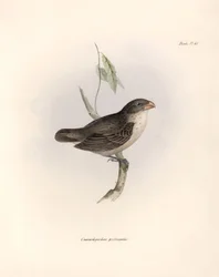 Ornithologie: „Camarhynchus psittaculus oder Geospize psittacin“ Beschreibung eines Sperlings von Charles Darwin (1809-1882) beobachtet während seiner Expedition an Bord der Beagle. Tafel aus „The zoology of the voyage of H.M.S. Beagle. Flight. III, Birds“