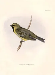 Ornithologie: Chlorospiza xanthogramma, Beschreibung eines Sperlings von Charles Darwin (1809-1882) während seiner Expedition an Bord der Beagle. Tafel aus Die Zoologie der Reise der H.M.S. Beagle. Flug. III, Vögel beschrieben von John Gould