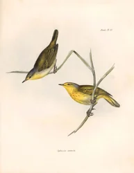 Ornithologie: „Sylvicola aureola“ Finken beobachtet und beschrieben von Charles Darwin (1809-1882). Tafel aus „The zoology of the voyage of H.M.S. Beagle. Flight. III, Birds described by John Gould, with notice of their habits by Charles Darwin