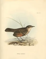 Ornithologie: Der „Hymenops perspicillata“ der Vogelfamilie beschrieben von Charles Darwin während seiner Forschungsreise an Bord der Beagle. Tafel aus „The Zoology of the voyage of H.M.S. Beagle under the command of Captain Fitzroy during the years 1832 t