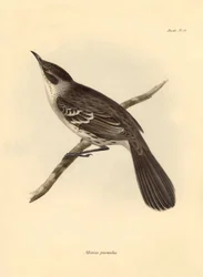 Ornithologie: Der „Mimus parnilus“ der Spottdrossel-Familie beschrieben von Charles Darwin während seiner Forschungsreise an Bord der Beagle. Tafel aus „The Zoology of the voyage of H.M.S. Beagle under the command of Captain Fitzroy during the years 1832 t