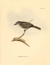 Ornithologie: Der „Pachyramphus albescens“ der Buchenfamilie, beschrieben von Charles Darwin während seiner Erkundungsreise an Bord der Beagle. Tafel aus „The Zoology of the voyage of H.M.S. Beagle under the command of Captain Fitzroy during the years 1832