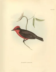 Ornithologie: Der „Pyrocephalus parvirostris“ der Vogelart beschrieben von Charles Darwin während seiner Erkundungsreise an Bord der Beagle. Tafel aus „The Zoology of the voyage of H.M.S. Beagle under the command of Captain Fitzroy during the years 1832“