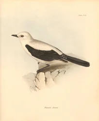 Ornithologie: Die „Fluvicola azarea“ oder Fliegenschnäpper beschrieben von Charles Darwin während seiner Erkundungsreise an Bord der Beagle. Tafel aus „The Zoology of the voyage of H.M.S. Beagle under the command of Captain Fitzroy during the years 1832 to