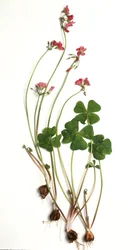 Oxalis tetraphylla/Oxalis deppei/Deppe-Klee