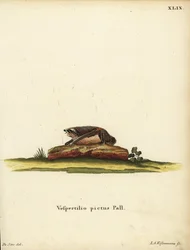 Bemalte Wollfledermaus, Kerivoula picta. Vespertilio pictus Linn. Handkolorierter Kupferstich von Jakob Andreas Eisenmann nach einer Illustration von Jacques de Seve aus Johann Christian Daniel Schrebers Tierillustrationen nach der Natur, oder Schrebers F