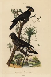 Palmkakadu, Probosciger aterrimus, und Banks-Rotsteißkakadu, Calyptorhynchus banksii
