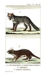 Pampasfuchs oder Aguarachay