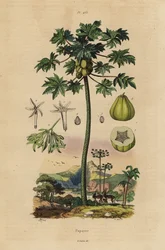 Papaya- oder Melonenbaum mit Früchten und Querschnitt der Frucht
