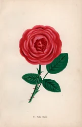 Paul Neron Rose, scharlachrote Hybride, gezüchtet von Monsieur Levet in Lyon im Jahr 1869. Chromolithographie nach der Natur gezeichnet und lithographiert von F. Grobon aus Hippolyte Jamain und Eugene Forney
