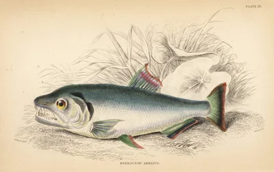Payara, Hydrolycus armatus (Starkzahn-Hydrocyon, Hydrocyon? armatus). Handkolorierter Stahlstich von W.H. Lizars nach einer Illustration von James Stewart aus Robert Schomburg