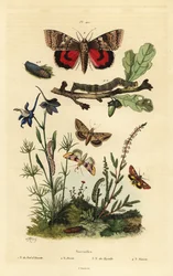 Erbsenblüte, Baumwollkapselwurm, Gelbflügel und Großes Gelbflügel, Larve und Puppe. Noctuelles Schmetterlinge