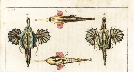 Pegasusfisch (oder kleiner Drachenfisch) - Langschwanz-Falterfisch - Kurzer Drachenfisch, Eurypegasus draconis 59, 60, und Langschwanz-Pegasusfisch, Pegasus volitans 61, 62. Handkolorierter Kupferstich aus Gottlieb Tobias Wilhelms „Enzyklopädie der