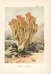 Rosa Korallenpilz oder schöne Clavaria, Ramaria formosa (Clavaria formosa). Chromolithographie nach einer botanischen Illustration von William Hamilton Gibson aus seinem Buch Our Edible Toadstools and Mushrooms.