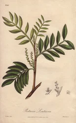 Pistacia lentiscus (Pistacia lentiscus) - Illustration aus „Medical Botanical, Description of the Medicinal Plants of London, Edinburgh and Dublin“ von John Stephenson und James Morss Churchill